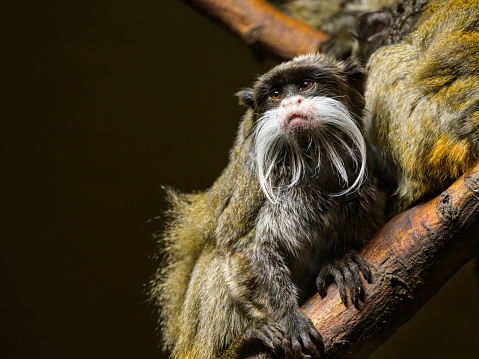 Portrait of an Emperor tamarin (Saguinus imperator) sitting on a piece of wood in a zoo