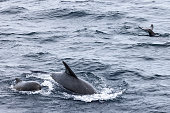 A mother pilot whale and her young navigate the marine expanses of the Lofoten Islands, close to Andenes, in a display of familial bonds. Norway