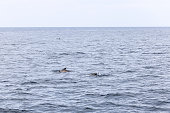 The tranquil seas near Andenes are momentarily stirred by a pilot whale family, elegantly traversing the waters of the Lofoten Islands.