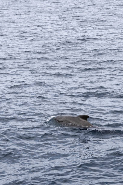 istock Vertical frame of a pilot whale surfacing in the Norwegian Sea, its sleek form cutting through the water near Andenes, Norway 2032882082