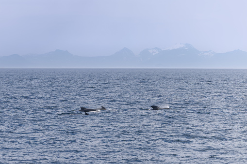 Adult pilot whales surface near the Lofoten archipelago, with majestic Norwegian peaks faintly etched in the misty backdrop