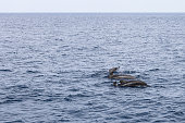 Three adult pilot whales and a calf make their way through the textured waters of the Norwegian Sea, showcasing the marine family dynamic near Andenes