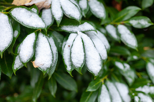Snow on the green leaves of a shrub in the garden.
