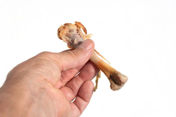 Male hand holding a stripped chicken bone against a white background