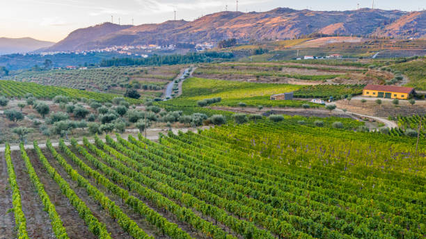 istock Land planted with vines for the wine harvest 2032883687