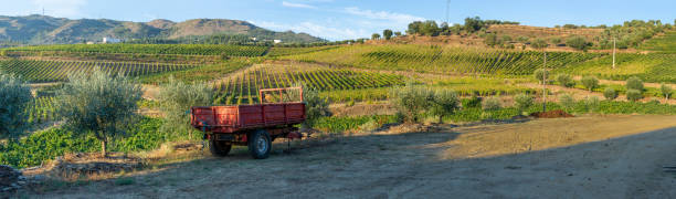 istock Land planted with vines for the wine harvest 2032884206