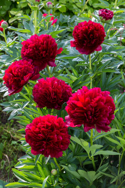 istock Red Peony albiflora. Paeonia officinalis Command Performance in the garden 2032906062
