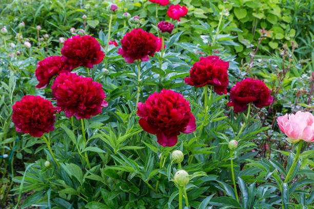 istock Red Peony albiflora. Paeonia officinalis Command Performance in the garden 2032907594