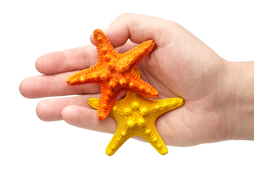 Hand holding two starfish, yellow and orange, close-up shot, isolated on white background