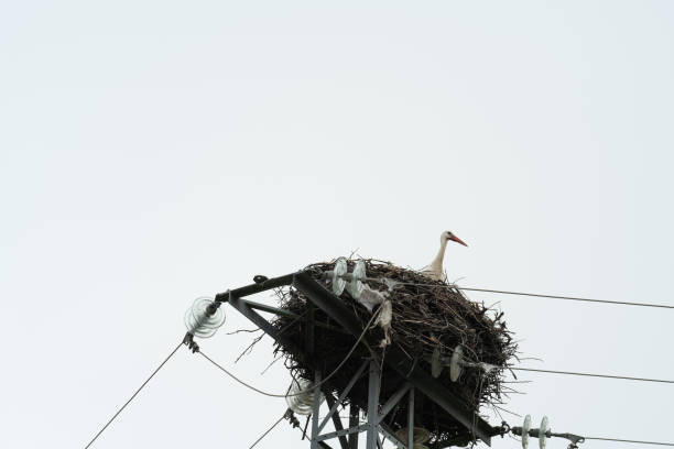 istock a stork in its nest on an electric tower 2032963077