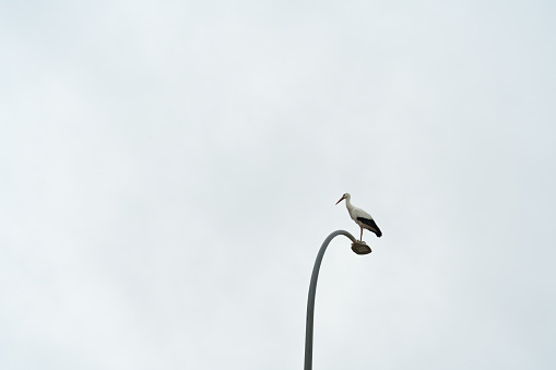 a stork leaning on a lamppost