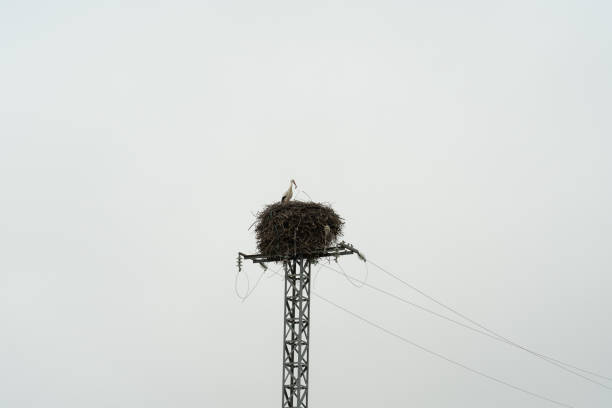 a stork makes its nest on an electric tower