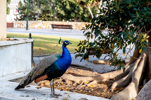 Cartagena, Murcia - Spain - 01-16-2024: A peacock on a white stone ledge, surrounded by greenery, in a serene urban park setting