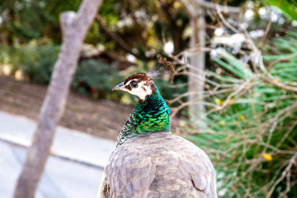 A facial portrait of a peahen.