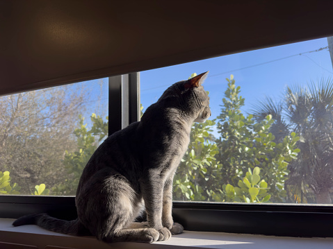Curious cat on a window