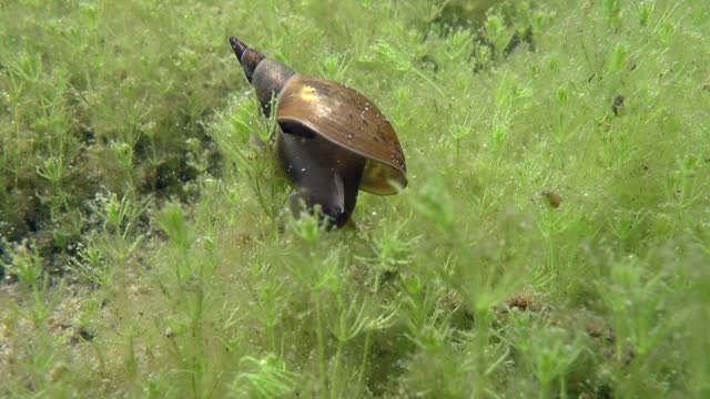 Underwater close-up footage of Great pond snail (Lymnaea stagnalis) crawling on green underwater plants. Estonia.