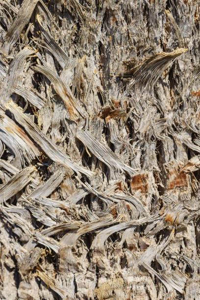 Close up of palm tree bark. Natural texture detail.
