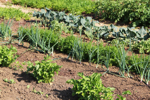 Vegetable plants in the garden.Beans, celery, carrots, onion and cabbage.