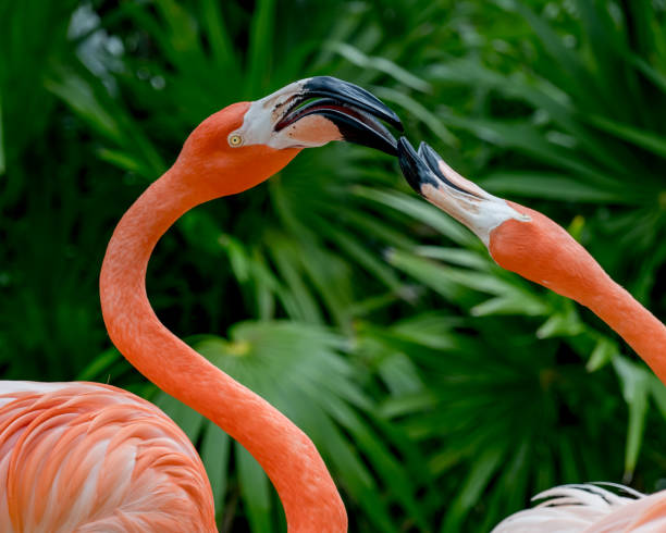 Flamingoes in Love, Maybe