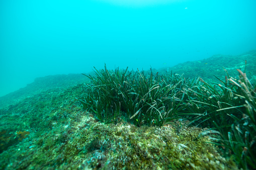 Picture of Posidonia meadows next to a rock in a blue water.
