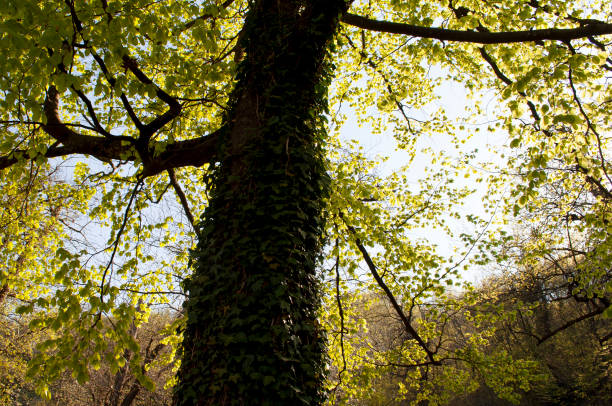 Colorful Spring Leaves and Tree Trunk illuminated by the Sunlight. Italian Alps during a Sunny Spring Day. Roncola, Bergamo Province, Italy