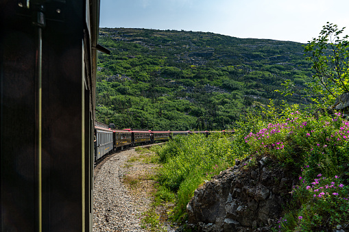 Green tunnel thru wild vegetation with train raily