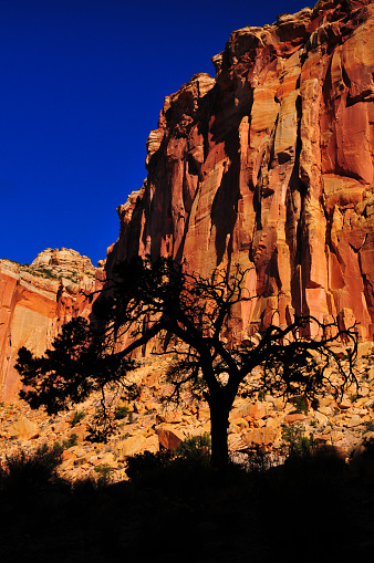 Early morning light on the Scenic Drive through the Capitol Gorge, Capitol Reef National Park, Utah, Southwest USA.