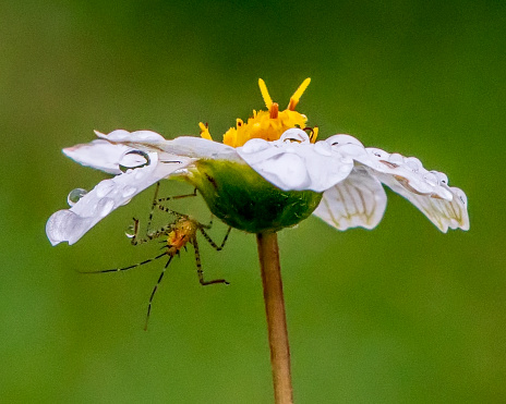 Assasin bug and dew drops on a Blackfoot Daisy bloom