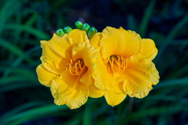 Two yellow Day Lily blooms side-by-side