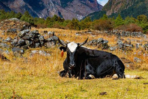 Himalayan Yak in the beautiful landscape of Folay Phale VIllage in Ghunsa, Taplejung, Kanchenjunga Trek Route