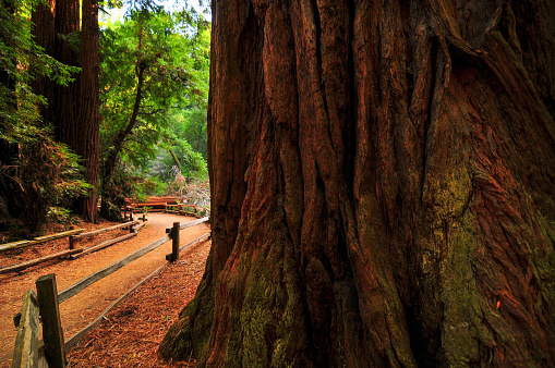 The large trunk of a redwood tree on a footpath in the Muir Woods National Monument, Mill Valley, California, USA.