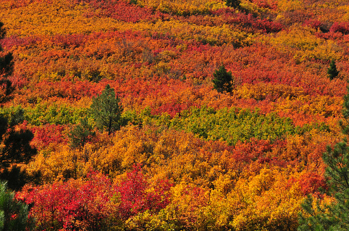 Autumn colors on the hills near Durango, San Juan Mountains, southwest Colorado, USA.