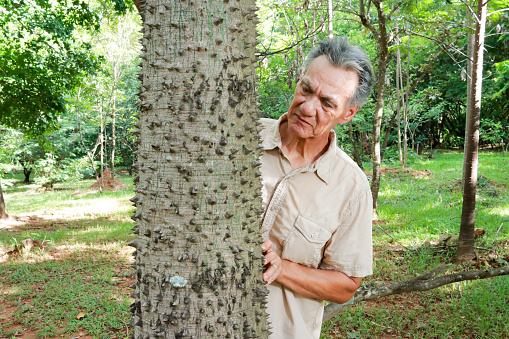 Biologist inspecting the tree trunk of the Anigic Tree also known as the Floss silk that is found throughout the Savannas or Cerrados of Brazil
