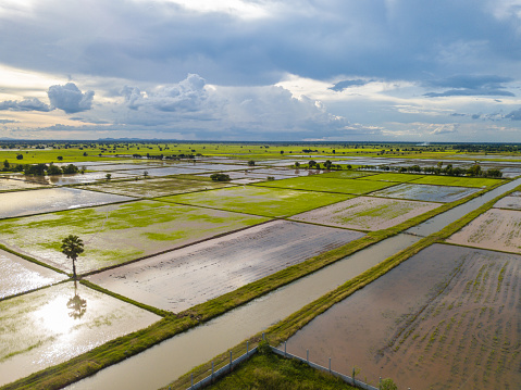 The aerial view of agricultural farms with coconut trees in Asian.