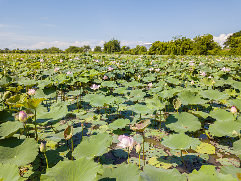 The view of lotus flowers with blooming and unopended buds in the lake.