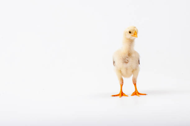 Cute little chicken isolated on white background, easter concept.