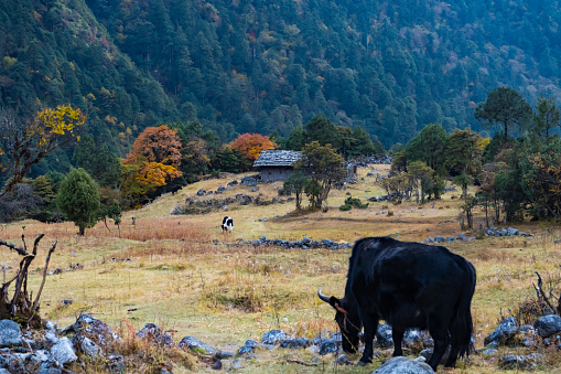 Himalayan Yak in the beautiful landscape of Folay Phale VIllage in Ghunsa, Taplejung, Kanchenjunga Trek Route