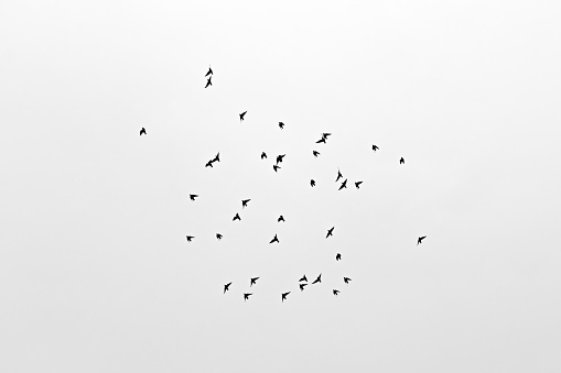 Flock of birds flying silhouette