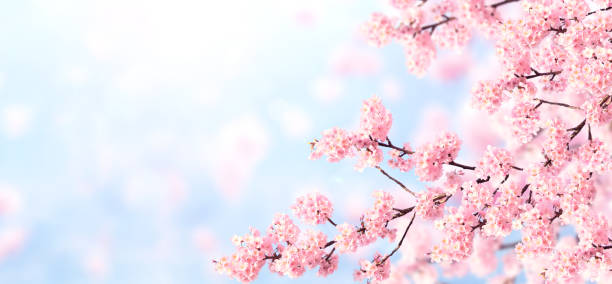 Horizontal banner with sakura flowers of pink color on blue sky backdrop. Beautiful nature spring background with a branch of blooming sakura. Sakura blossoming season in Japan stock photo