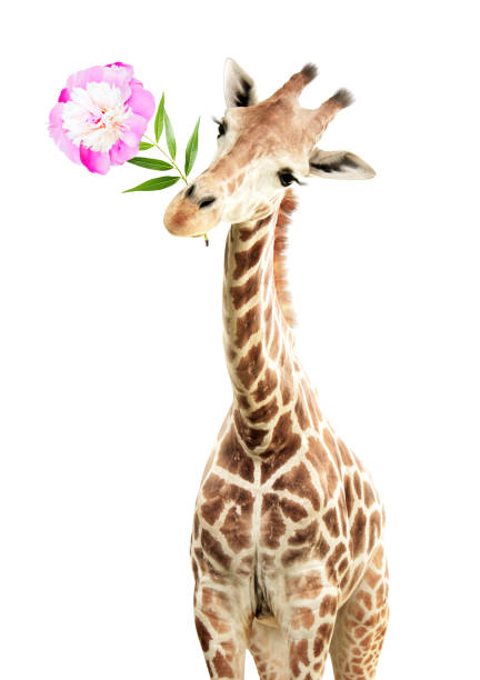 Giraffe face head hanging upside down. Curious gute giraffe with flower peeks from above. Gift for you concept. Funny giraffe with a flower in its mouth. Isolated on white background