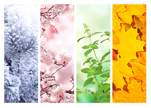 Four seasons of year. Set of vertical nature banners with winter, spring, summer and autumn scenes. Nature collage with seasonal scenics. Copy space for text