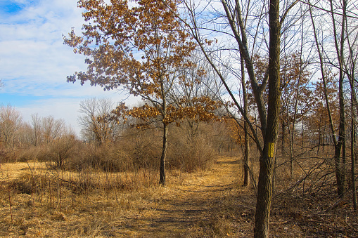 Landscape of an unusually warm and snow-less February day along the Brooklyn Wildlife Segment of the Ice Age Trail near Belleville, Wisconsin.