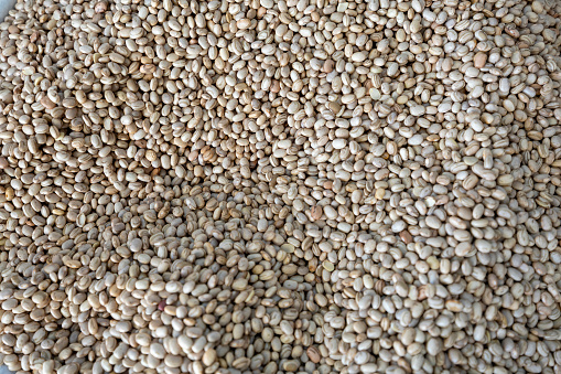 Phaseolus vulgaris is scientific name of Pinto Bean legume. Also known as Frijol Pinto and Feijao Carioca. Closeup of grains, background use.