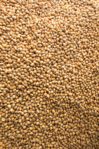 Vigna unguiculata is scientific name of Cowpea legume. Also known as haricot and Feijao de Corda. Closeup of grains, background use.