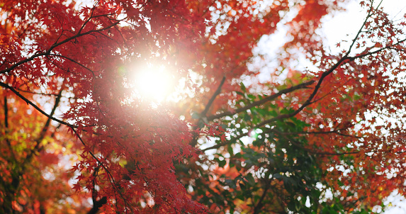 Red, nature and Japanese maple trees, plant leaves change color and sunshine in autumn season. Outdoor, beauty and momiji at park, garden or natural forest woods on a lens flare background in Japan