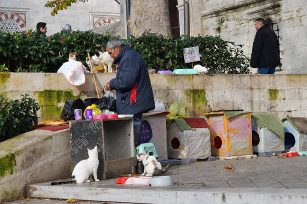 Istanbul, Turkey - December 12, 2023: Charity feeding point for stray cats on Beyazit Square