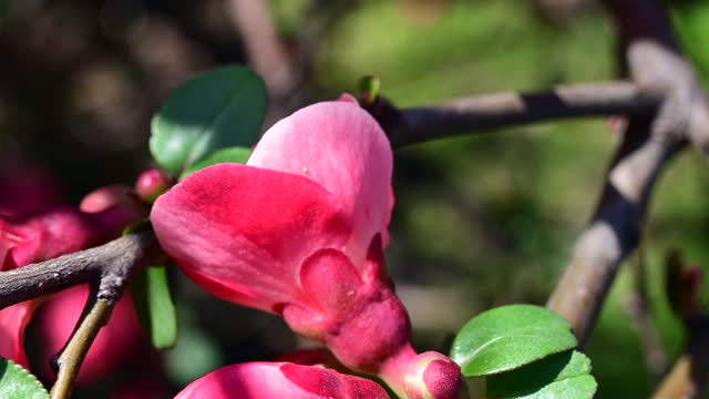 Close-up of Japanese quince flowers.