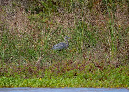 Great Blue Heron in Florida Wetlands