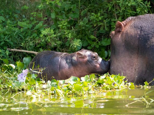 hippopotamus amphibius at the kazinga channel in uganda. here a mother hippopotamus with her baby. - albert schweitzer стоковые фото и изображения