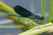 The blue dragonfly sits on the grass